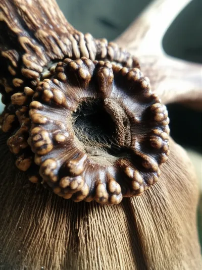 Illustration burs - Image 1