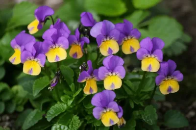 Illustration violas - Image 1