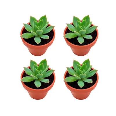 Illustration quadruples - Image 1