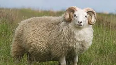 Illustration ram - Image 2