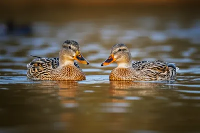 Illustration ducks - Image 1