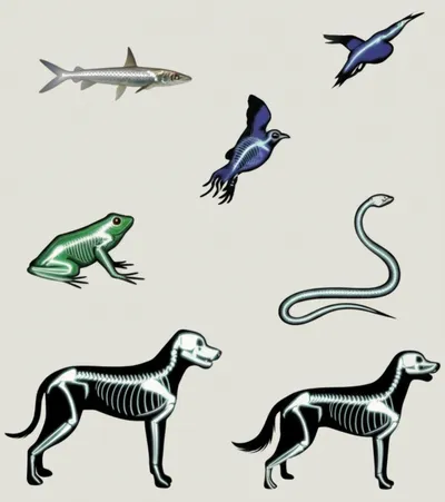 Illustration vertebrate