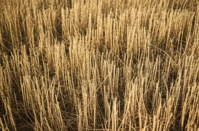 Illustration stubs - Image 1