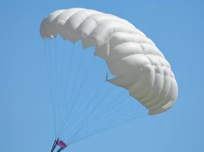 Illustration squidding - Image 1