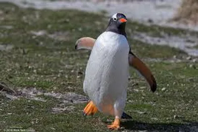 Illustration lurch - Image 2