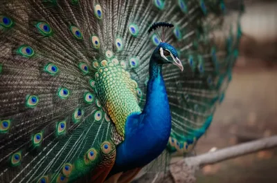 Illustration plumed - Image 1