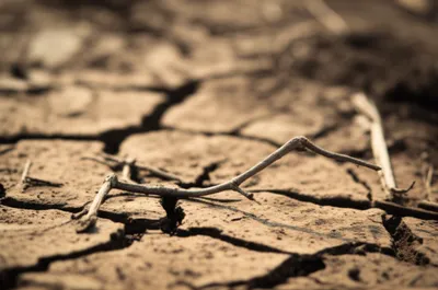 Illustration rice - Image 1