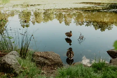 Illustration wildling - Image 2