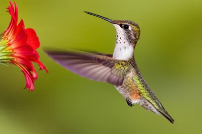 Illustration milliseconds