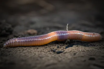 Illustration lobs - Image 1