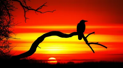 Illustration harbingers