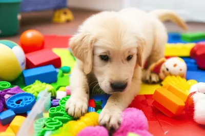 Illustration pawed - Image 1