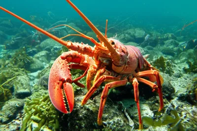 Illustration crawfish - Image 1