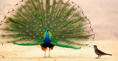 Illustration ruffle - Image 1