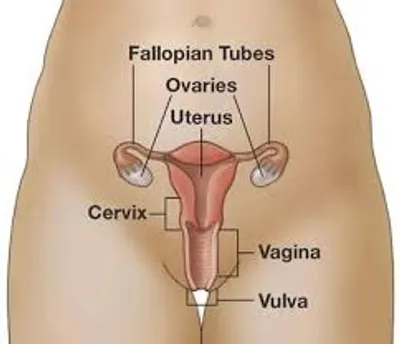 Hình ảnh minh họa uterus - Ảnh 2