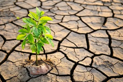 Illustration cicatrix