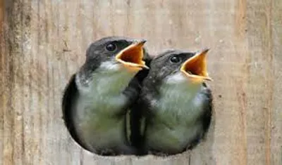 Illustration peep - Image 2