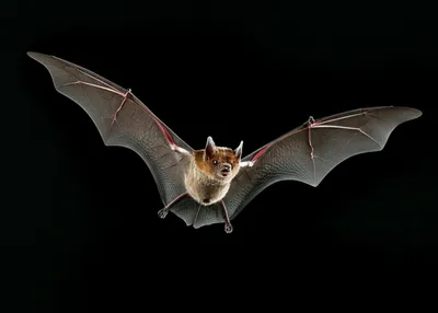 Illustration bat - Image 1
