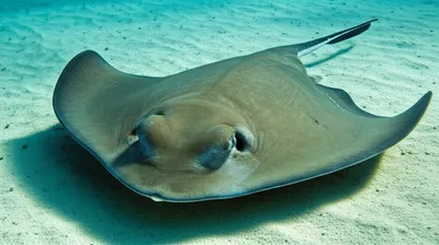 Illustration skate - Image 1