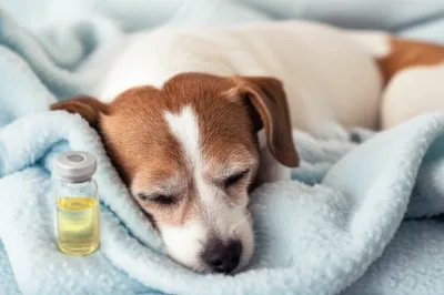 Illustration pentobarbitone