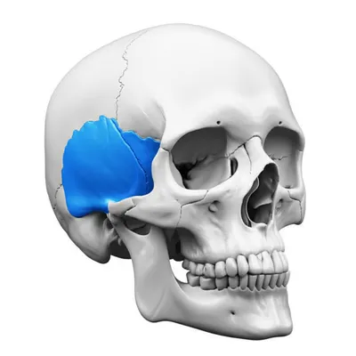 Illustration parietal - Image 1