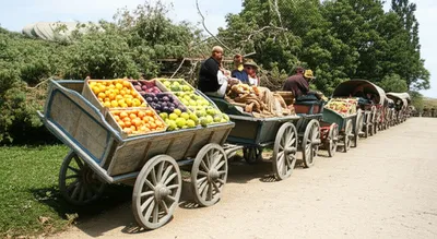 Illustration forestall - Image 1