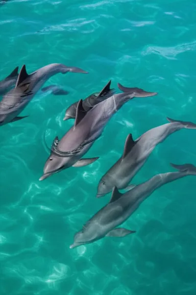 Hình ảnh minh họa porpoises - Ảnh 1