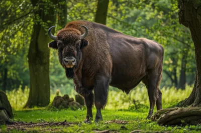 Illustration aurochs - Image 1