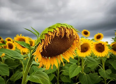 Illustration losses - Image 1