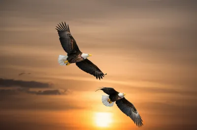 Illustration paragon - Image 1