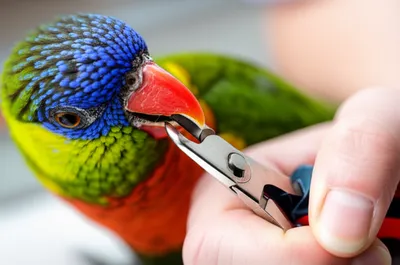 Illustration coped - Image 1