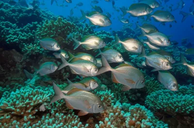 Illustration piscine