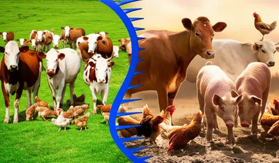 Illustration bred - Image 1