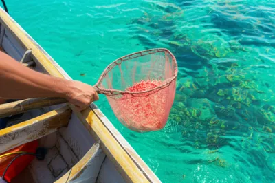 Illustration shrimps - Image 1