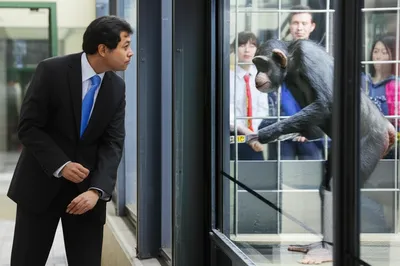 Illustration monkeying - Image 1