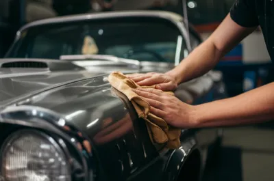 Illustration chamois - Image 1