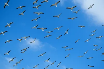 Illustration underbellies - Image 1