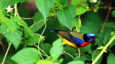 Illustration snares - Image 1