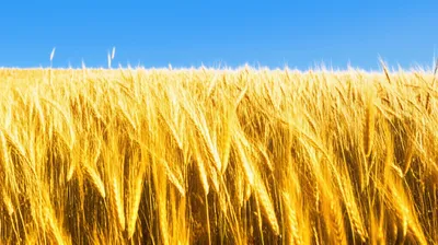 Illustration swaying