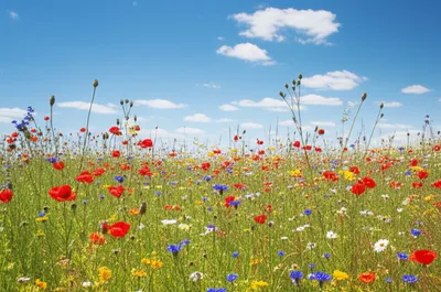 Illustration artless - Image 1