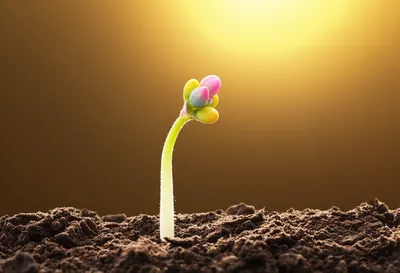 Illustration puberty - Image 1