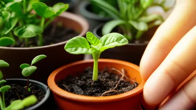 Illustration manages - Image 1