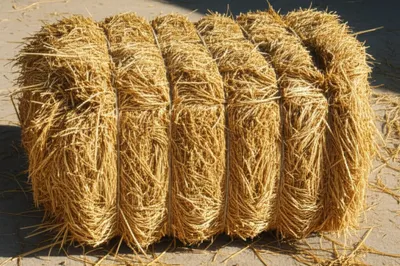 Illustration bale - Image 1