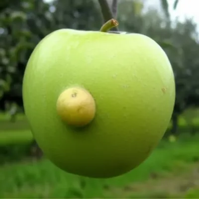 Illustration galls - Image 1