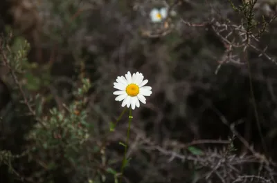 Illustration simpler - Image 1