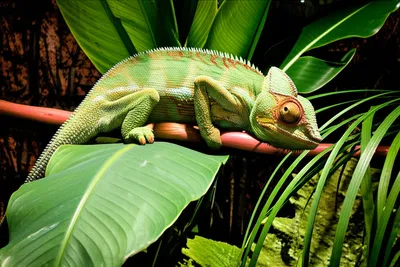 Illustration functionalism - Image 1