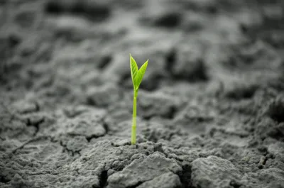 Illustration natural - Image 1