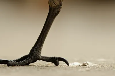 Illustration insistent - Image 1