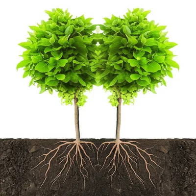 Illustration forks - Image 1