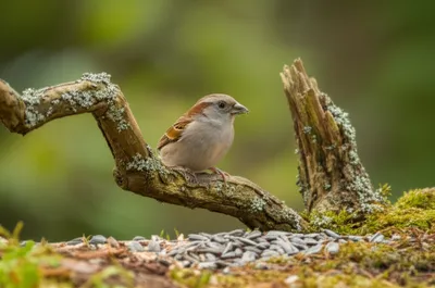 Illustration sparrow - Image 1